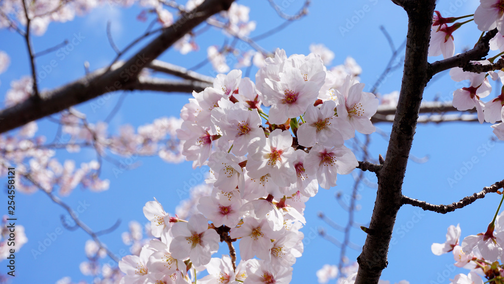 Full blooming Cherry blossom at 2018 spring Tokyo Full blooming Cherry blossom at 2018 spring Tokyo