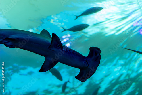 hammerhead swimming
