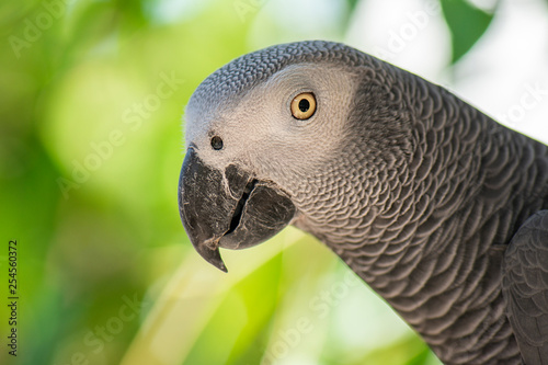 African Grey Parrot