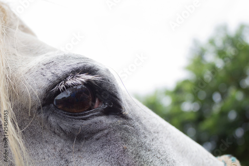 Close up of white horse eye on sunny day