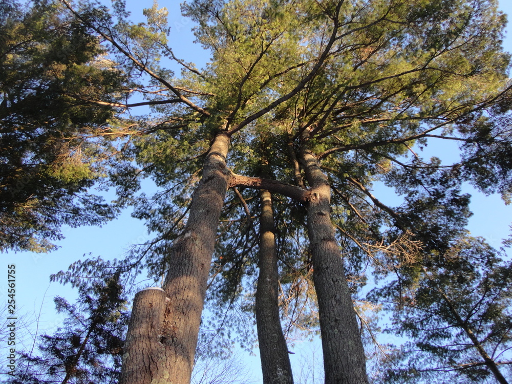 Fototapeta premium arbre