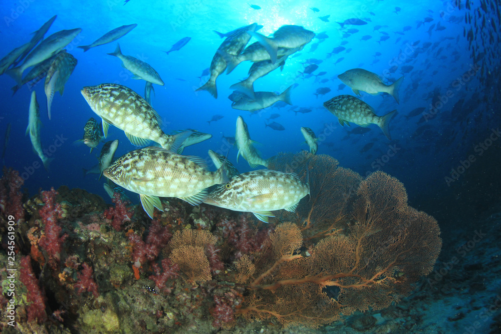 Underwater coral reef and fish Underwater coral reef and fish
