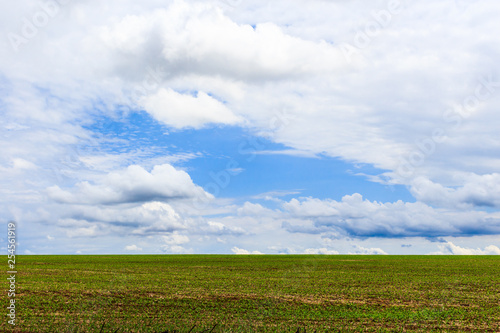 Landscape with field of soybean plants in blue sky. Brazil, South America.