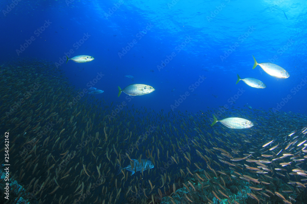 Fototapeta premium Sardynki i tuńczyk
