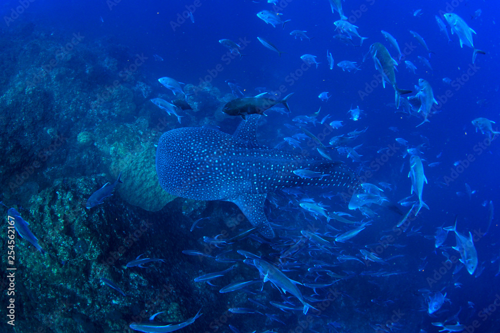 Whale Shark swims over coral reef Whale Shark swims over coral reef