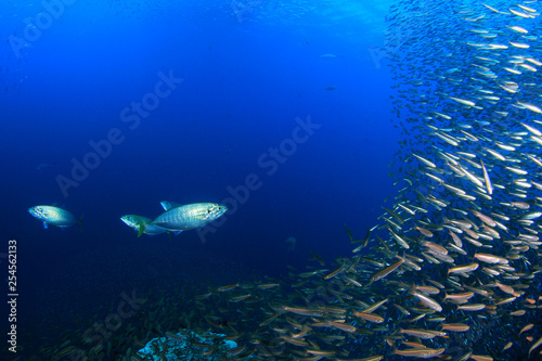 Sardines and tuna fish 