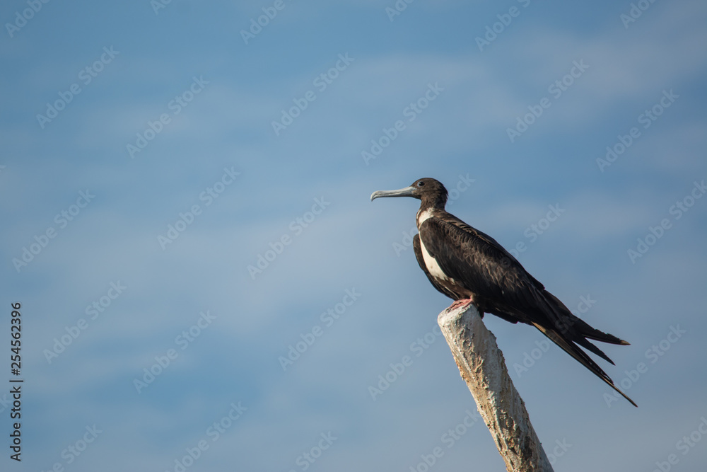 Magnificent frigatebird perched high above a marina in Anconcito, Ecuador Magnificent frigatebird perched high above a marina in Anconcito, Ecuador
