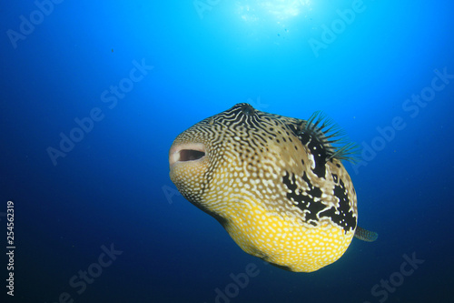 Puffer fish  photo