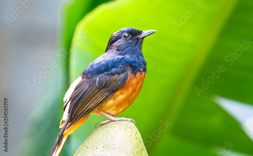 Εκτύπωση καμβά A Montserrat Oriole (Icterus oberi) perches on a banana tree.