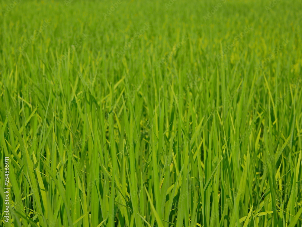 Selective focus of refreshing green paddy field, fresh rice tree leaves, under bright afternoon sunlight of a summer time in the North of Thailand Selective focus of refreshing green paddy field, fresh rice tree leaves, under bright afternoon sunlight of a summer time in the North of Thailand