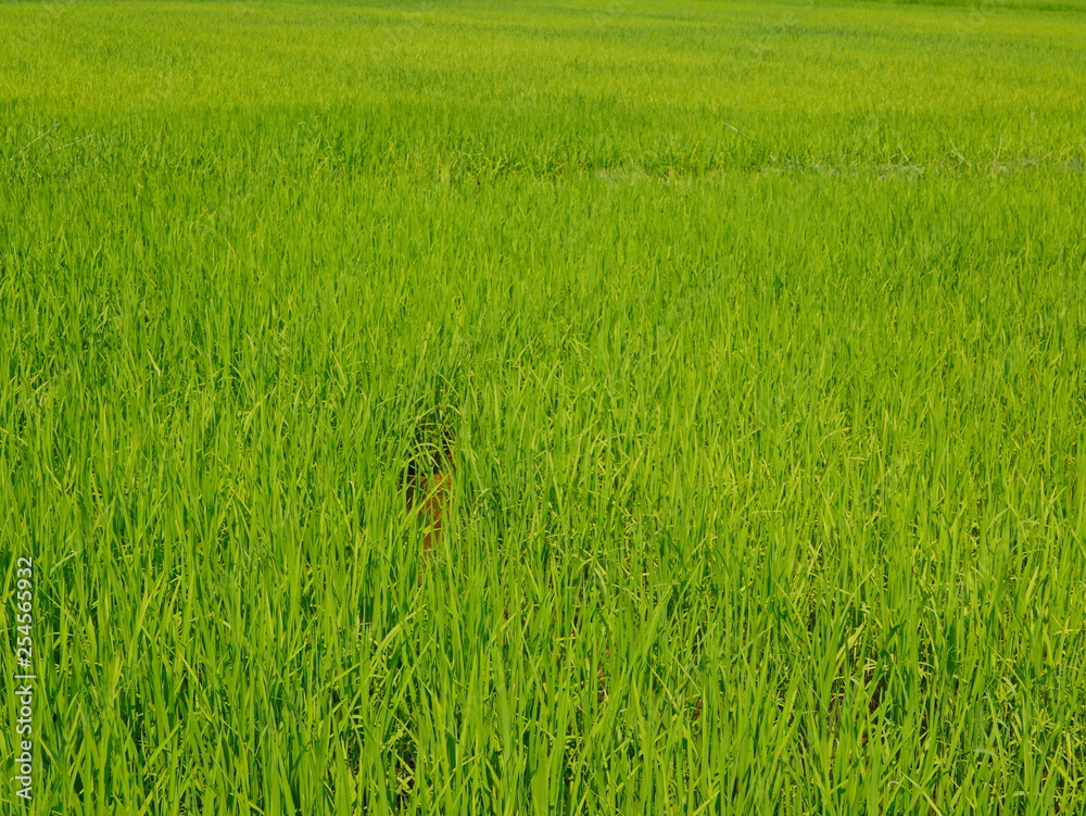 Selective focus of refreshing green paddy field, fresh rice tree leaves, under bright afternoon sunlight of a summer time in the North of Thailand
