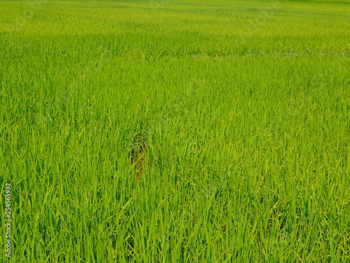 Selective focus of refreshing green paddy field, fresh rice tree leaves, under bright afternoon sunlight of a summer time in the North of Thailand