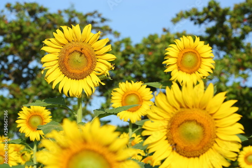 bee in sunflower garden