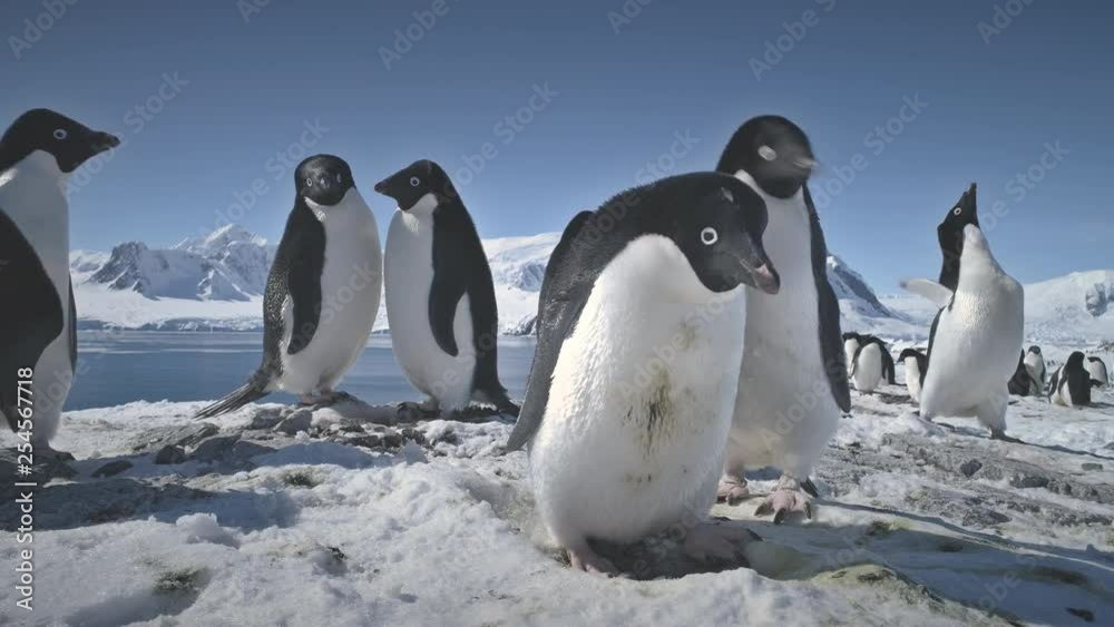 Vidéo Stock Antarctic Adelie Penguin Couple Play Closeup. Antarctica