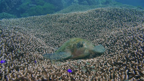 A big green turtle is resting on a beautiful coral garden. in Komodo siaba. photo