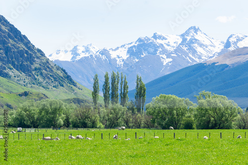 Sheep grazing in fields below snow-capped mountains of South Island