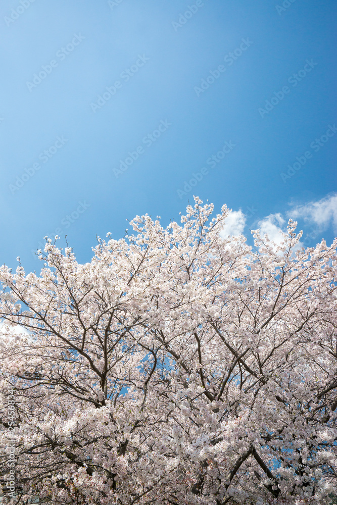 桜と青空 桜と青空
