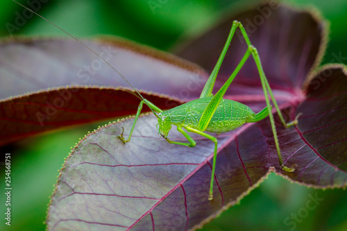 Image of family Tettigoniidae(Mirollia hexapinna) are commonly called katydids or bush-crickets on leaves. Insect. Animal photo