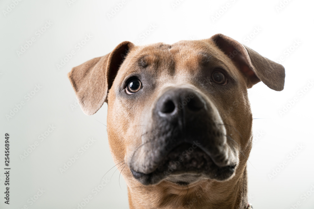 Brown dog isolated on white background