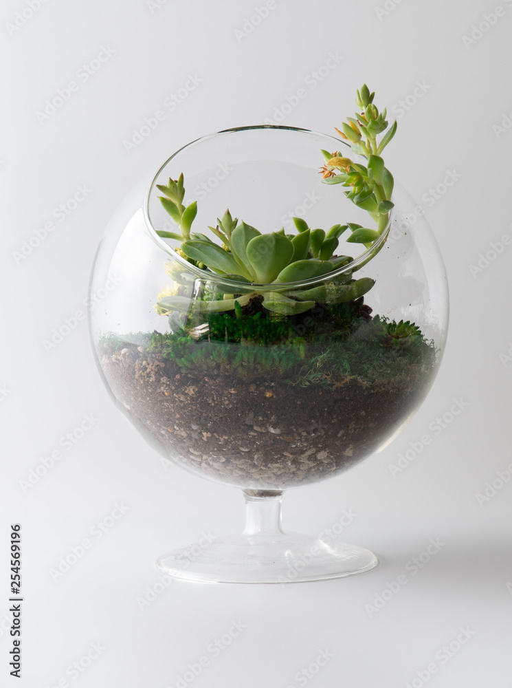 image to crop