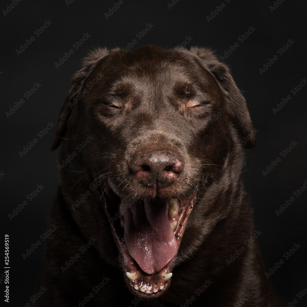 labrador in front of black background yawning labrador in front of black background yawning