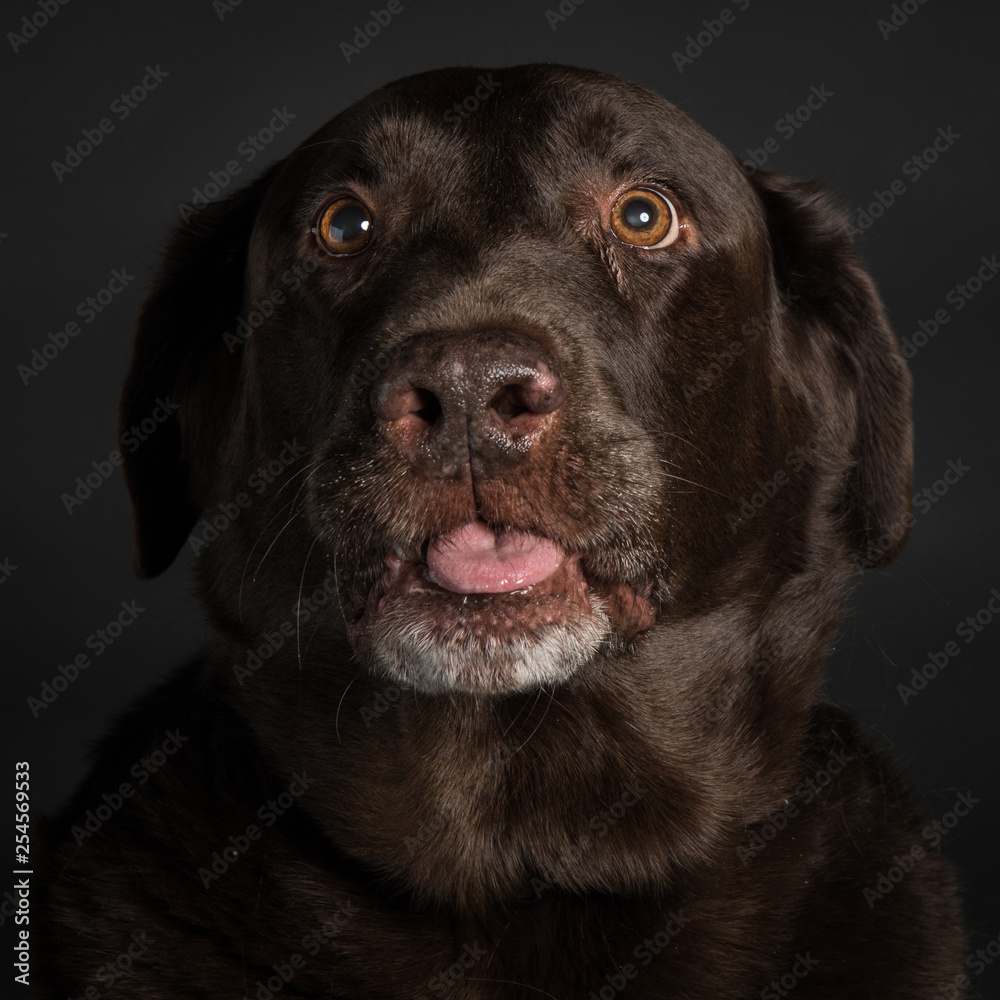 Adorabe Dog Sticking Out tongue