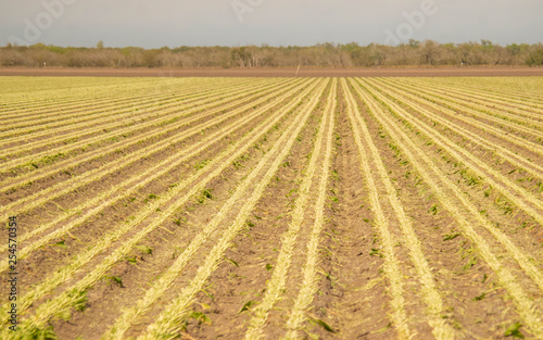 Rows of Plenty