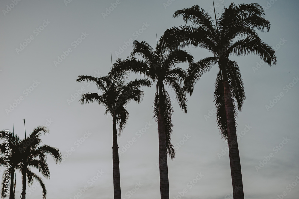 palm tree silhouette / silhueta de palmeira palm tree silhouette / silhueta de palmeira