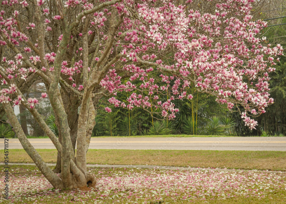 Naklejka premium Pink Magnolias
