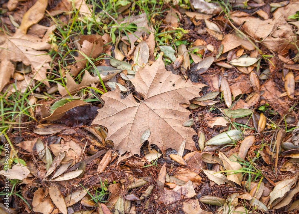 Fallen Leaves Fallen Leaves