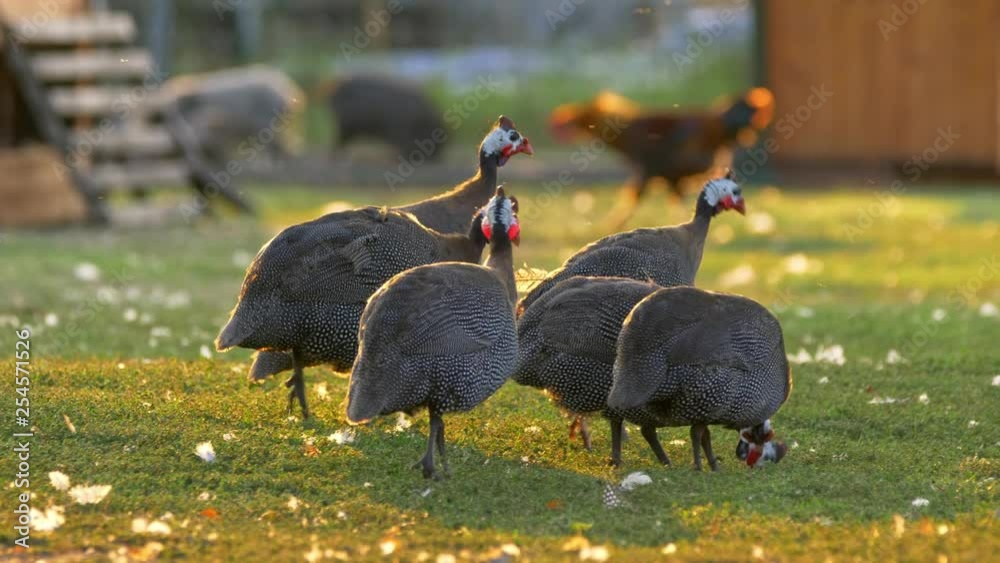 Helmeted guineafowl (Numida meleagris) at sunset