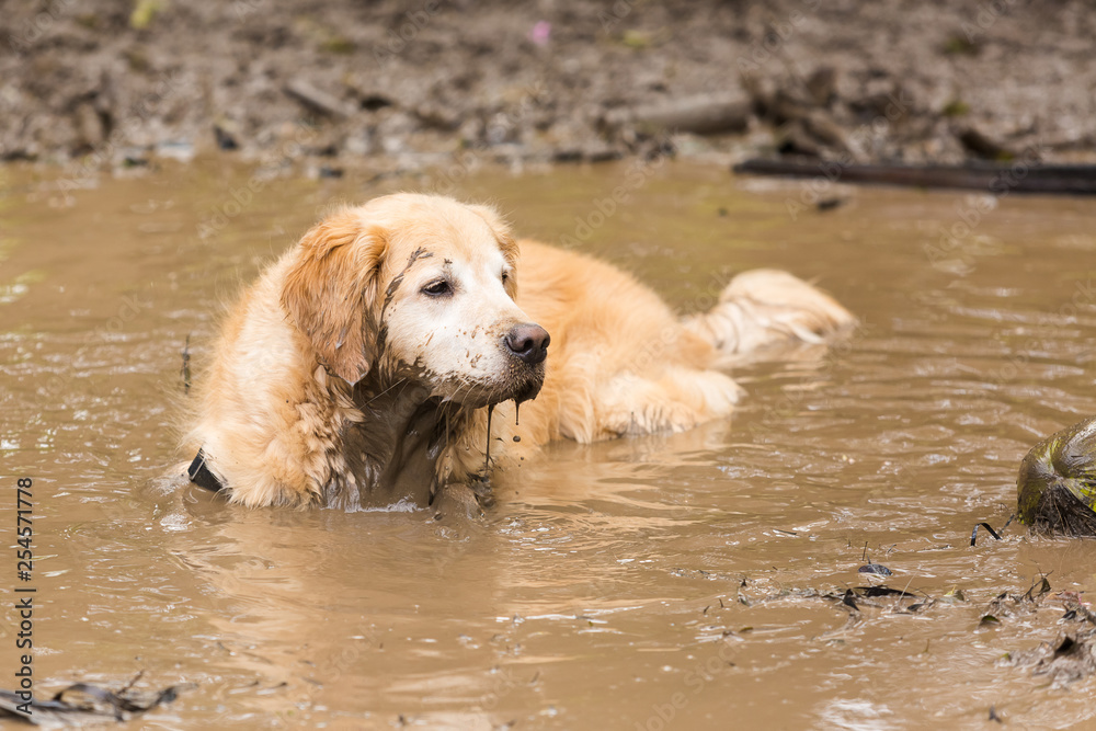 Golden retriever cooling off in a mud puddle after playing fetch the ball on summer day.