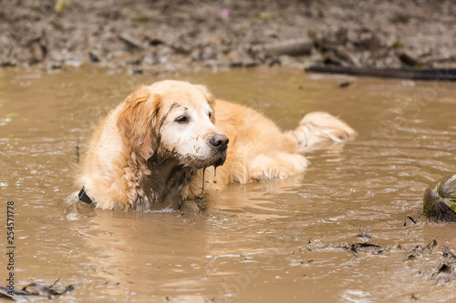 Golden retriever cooling off in a mud puddle after playing fetch the ball on summer day. © willbrasil21