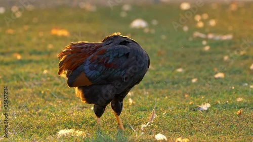 Hen preening at sunset