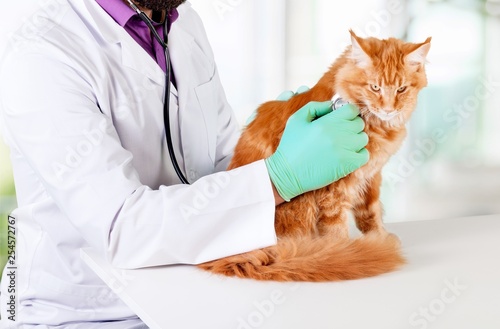 Fototapeta Naklejka Na Ścianę i Meble -  Hand combing red cat's fur on  background