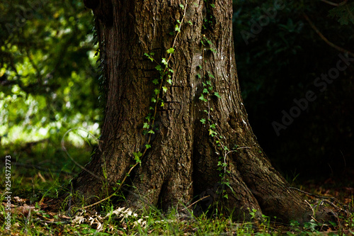 Old tree trunk with vines creeping alongside. © timallenphoto