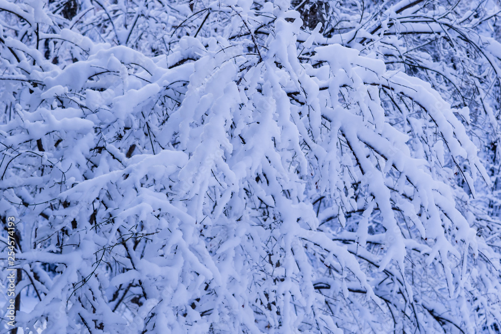 Snow covered forests and lakes in winter Snow covered forests and lakes in winter