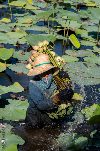 Picking Lotus