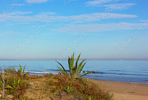 Agave plants at beach edge. Sandy beach of Mediterranean Sea with plants and gently rolling waves.