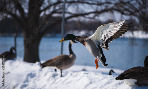 Flying Mallard Duck