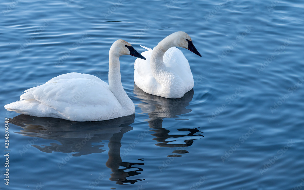 Swans are playing in open water of a lake at early spring time Swans are playing in open water of a lake at early spring time