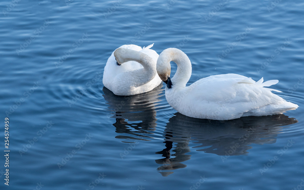 Naklejka premium Swans are playing in open water of a lake at early spring time 
