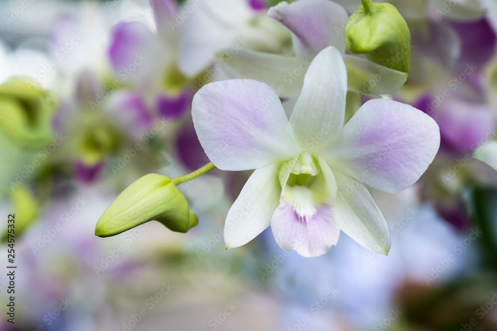 Orchid Dendrobium pompadour Orchid Dendrobium pompadour