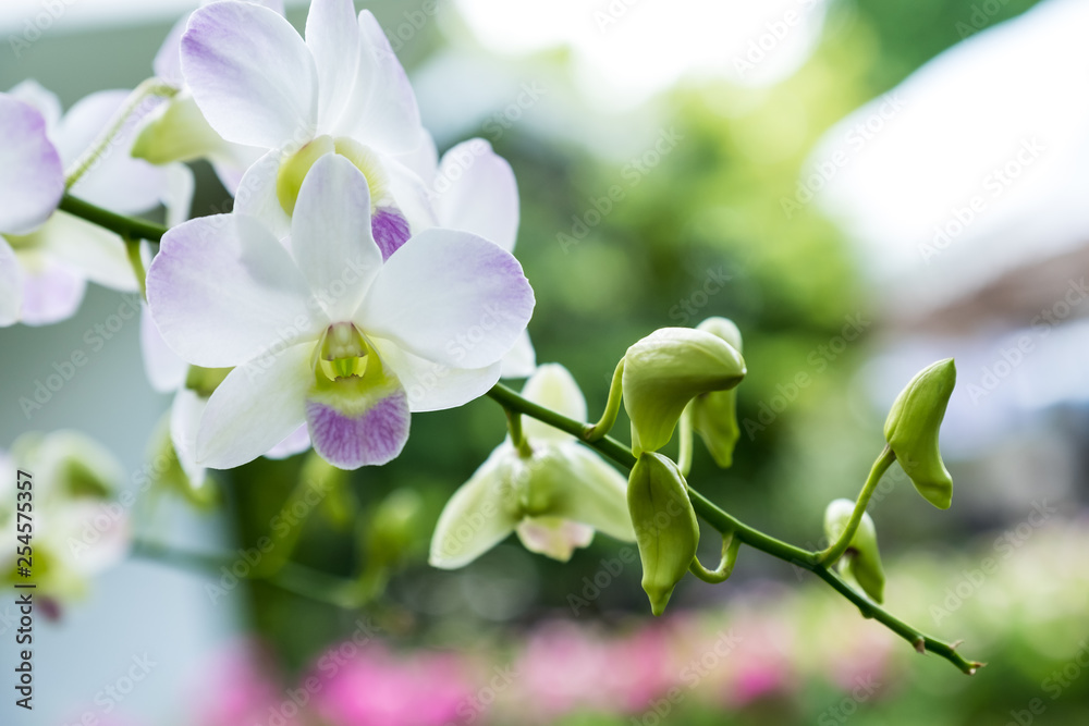 Obraz premium Orchid Dendrobium pompadour