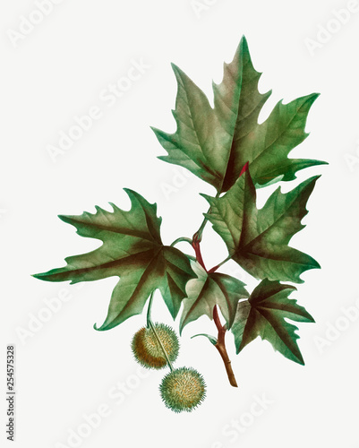 Oriental plane tree