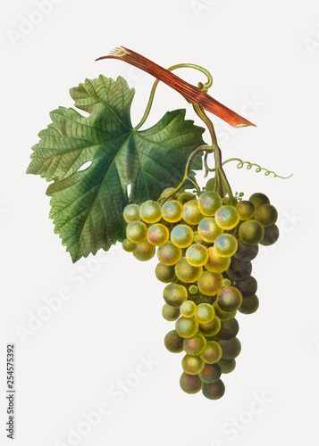Green grape cluster
