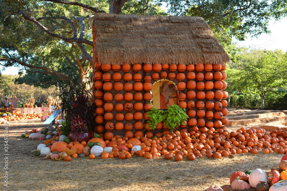 Pumpkins covering a cottage