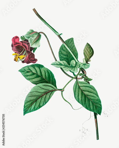 Blooming Cobaea Scandens