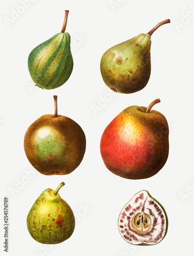 Vintage pear types drawing