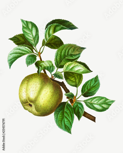 Apple on a branch
